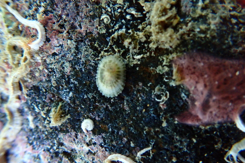 Diodora granifera observed 2022-11-11