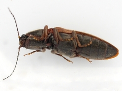 Hemicrepidius decoloratus