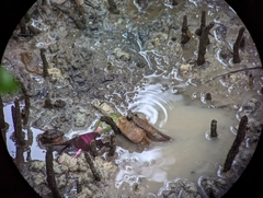 Periophthalmodon schlosseri