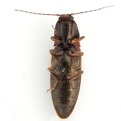 Hemicrepidius decoloratus