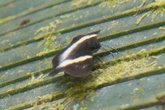 Potamanaxas thoria