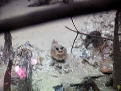 Periophthalmodon schlosseri