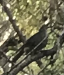 Ptilonorhynchus violaceus