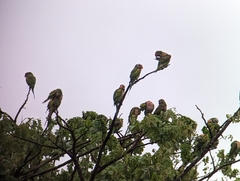 Psittacula alexandri