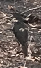 Ptilonorhynchus violaceus