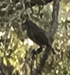 Ptilonorhynchus violaceus