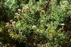 Ozothamnus secundiflorus