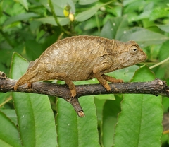 Chamaeleonidae