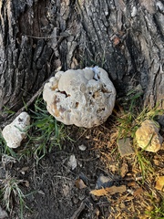 Pseudoinonotus