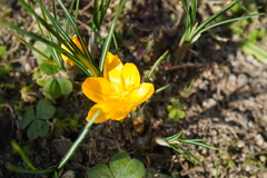 Crocus
