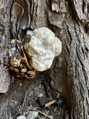 Pseudoinonotus