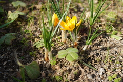 Crocus