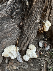 Pseudoinonotus