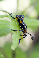 Pachylis acutangulus