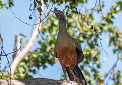 Ortalis poliocephala