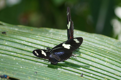 Heliconius doris