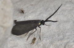 Pollanisus lithopastus