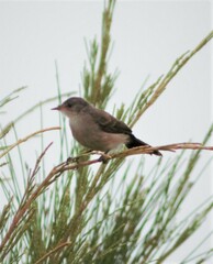 Serpophaga nigricans