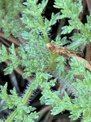 Lomatium dasycarpum dasycarpum