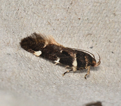Macrobathra bigerella