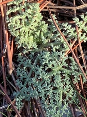 Lomatium dasycarpum dasycarpum
