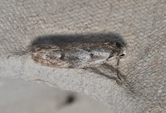 Lichenaula onychodes