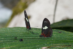 Heliconius doris