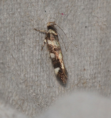 Macrobathra bigerella