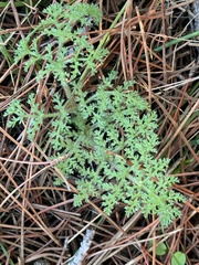 Lomatium dasycarpum dasycarpum