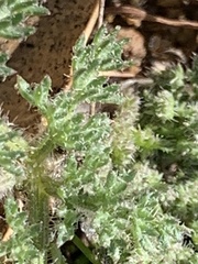 Lomatium dasycarpum dasycarpum