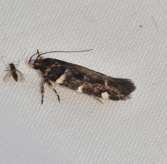 Macrobathra bigerella