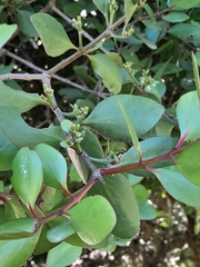 Peraxilla colensoi