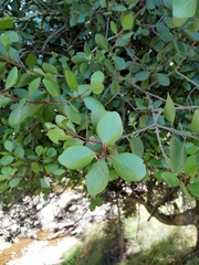 Peraxilla colensoi