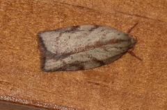Euchaetis inceptella