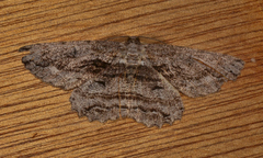 Scioglyptis lyciaria