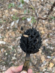 Magnolia macrophylla