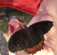 Gyrocheilus patrobas