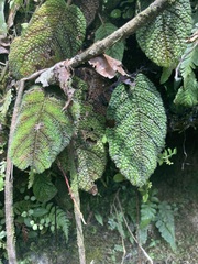 Gesnerieae
