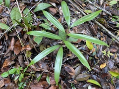 Zamia prasina