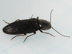 Hemicrepidius hemipodus
