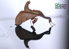 Sacada