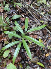 Zamia prasina