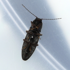 Hemicrepidius hemipodus