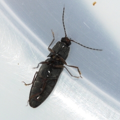 Hemicrepidius hemipodus