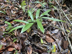 Zamia prasina