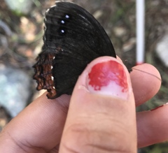 Gyrocheilus patrobas