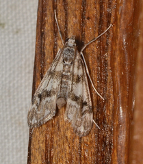 Hygraula nitens