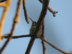 Anthracothorax prevostii