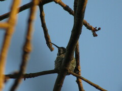 Anthracothorax prevostii