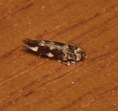 Macrobathra bigerella